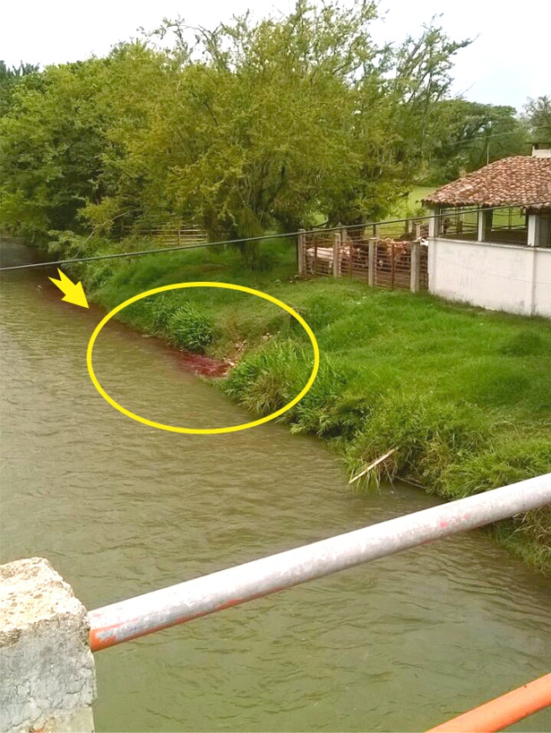 Denuncian-contaminación-del-río-Timba-Cauca-en-el-matadero.jpg