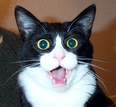 Gato