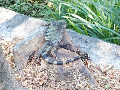 Iguana-muere-junto-al-Río-Cali.jpg