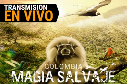 magia salvaje magia salvaje