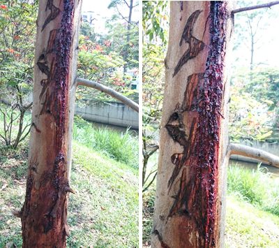 Arbol herido