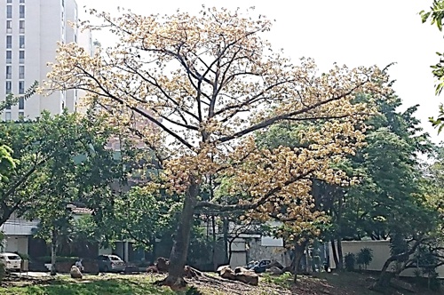 Ceiba-Av.-Colombia-Cali.jpg