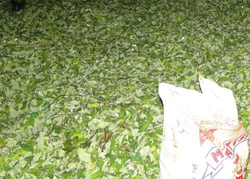 Destruyen-plantaciones-de-coca.jpg