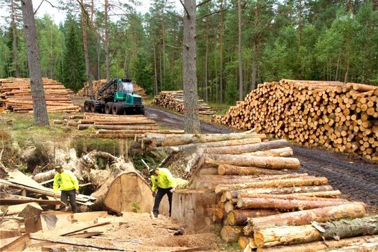 Madera-ilegal-en-Colombia-Foto-montaje-Proclama-del-Cauca.jpg