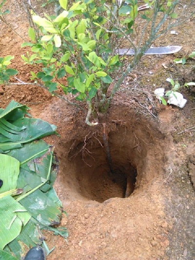 Plantas de coca explosivas
