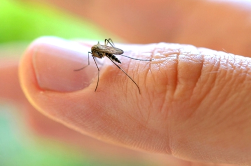 Virus-Zika.jpg