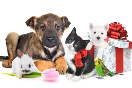 Festival de la Mascota - Animales