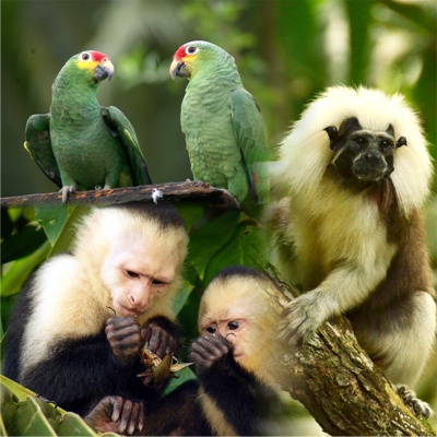 Loros-monos-tití-animales-silvestres-CRC.jpg