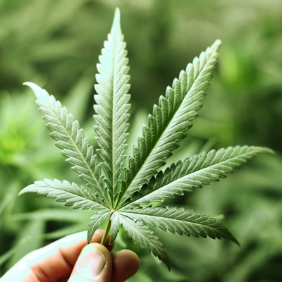 Marihuana-Medicinal.jpg