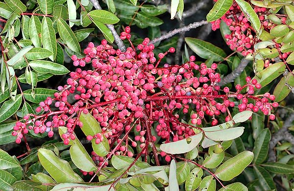 palabraria.blogspot.com_.co_.jpg