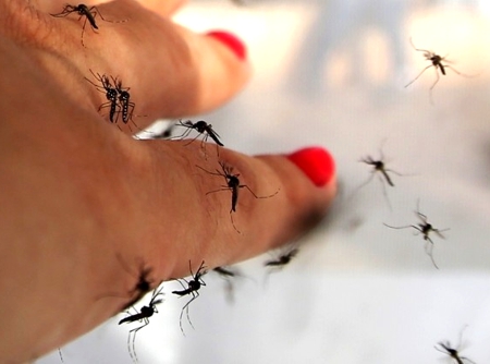 El Cauca en alerta por el virus del Zika