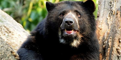 Oso-de-anteojos.jpg