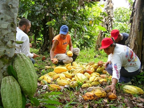 Productores-de-cacao.jpg