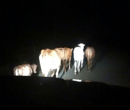 Se iban a robar las vacas pero los 'pillaron' Se iban a robar las vacas pero los 'pillaron'