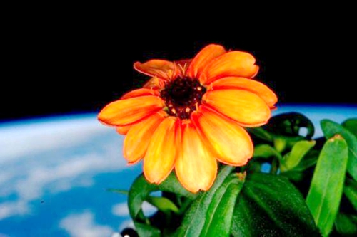 Una flor en el espacio Una flor en el espacio