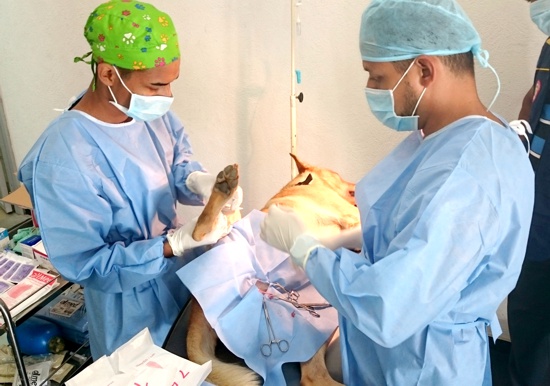 ESTERILIZACON-CANINA-Y-FELINA-EN-CALOTO-CAUCA.jpg