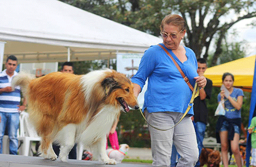 perros.gif