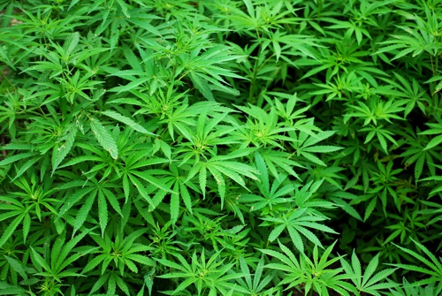 Marihuana-medicinal-en-Colombia.jpg