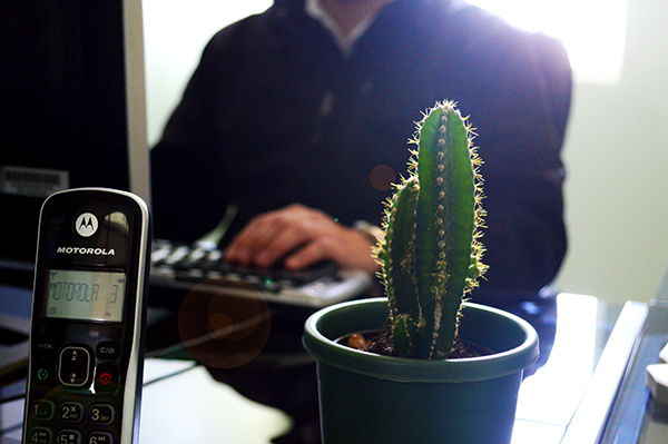 cactus51 cactus51