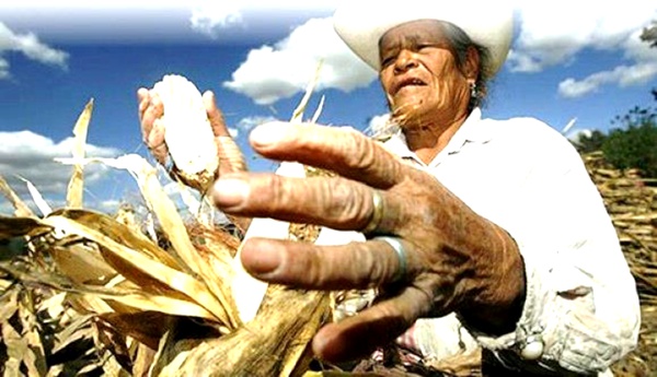 Campesino colombiano Campesino colombiano