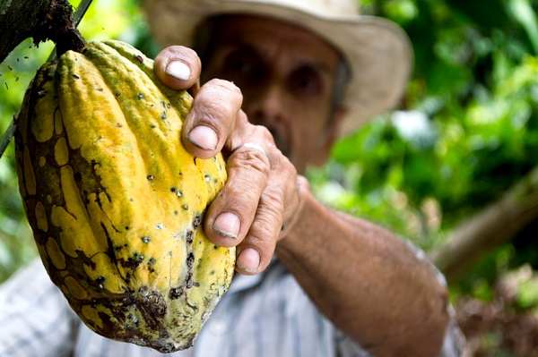 Desarrollo Rural con Enfoque Territorial para el Posconflicto en el Cauca - Cocoa Desarrollo Rural con Enfoque Territorial para el Posconflicto en el Cauca - Cocoa