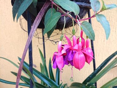 Flor