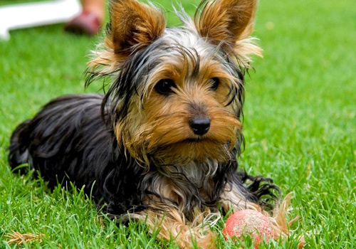 Yorkshire Terrier - perro