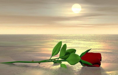 Rosa-Viaje-a-la-Felicidad.jpg