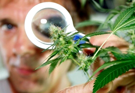Marihuana Medicinal - Cannabinoides Medicinales