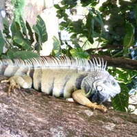 Iguana.jpg
