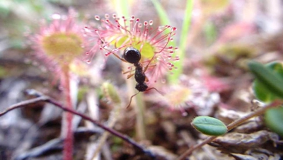 Naturaleza-Hormiga.jpg