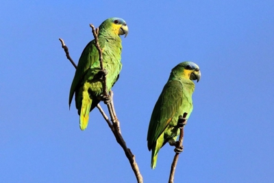Loros.jpg
