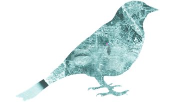 pajaro