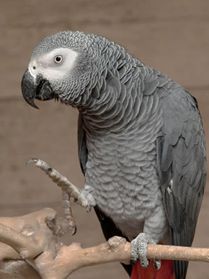 lorita