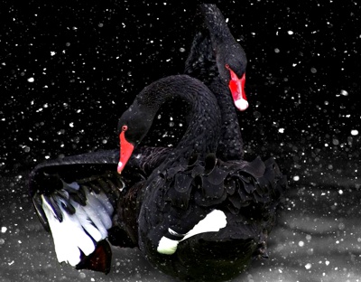 un-collage-de-cisnes-negros un-collage-de-cisnes-negros
