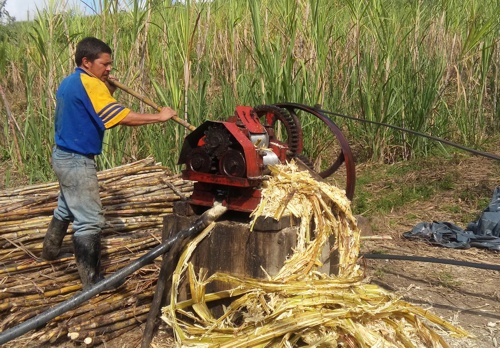 Agroindustria-Panelera-en-el-Cauca-transforma-la-vida-de-los-productores.jpg