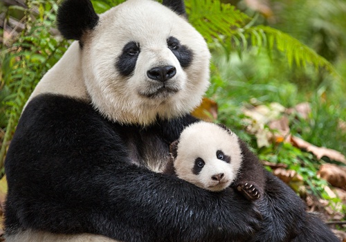 Nacidos en China - Osos Panda Nacidos en China - Osos Panda