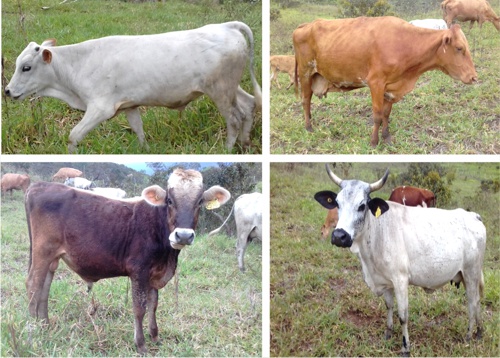VENTA-DE-VACAS-LECHERAS-EN-SANTANDER-DE-QUILICHAO-CAUCA-1.jpg