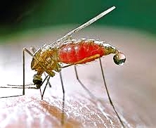 Zancudo-Anopheles-Lucha-contra-la-Malaria-o-Paludismo-2.jpg