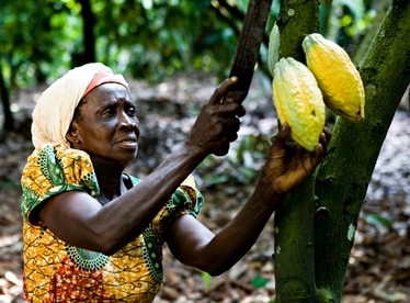 Cacao-en-el-norte-del-Cauca.jpg