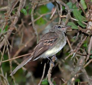 pajaro pajaro