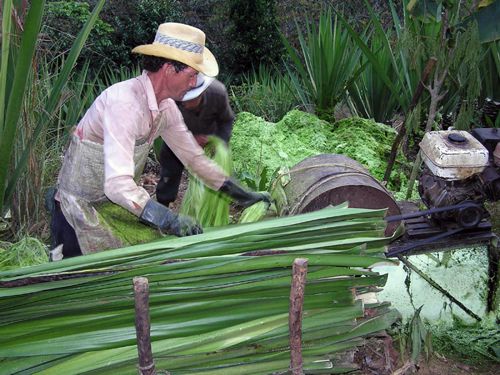 Fique_Cauca_proyecto