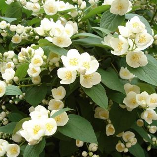Flores