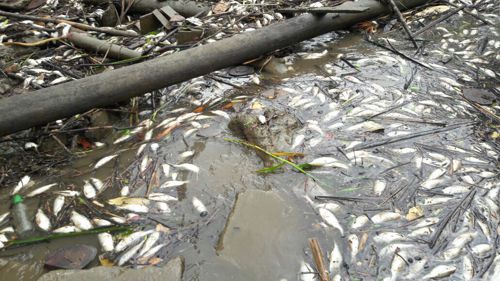 Mortandad de peces en Guapi 1 Mortandad de peces en Guapi 1