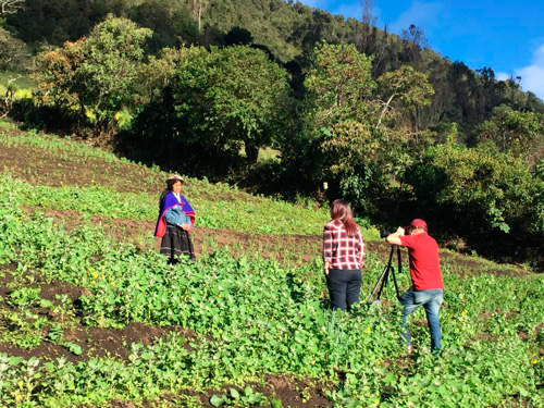 Quinua del Cauca reconocida a nivel nacional Quinua del Cauca reconocida a nivel nacional