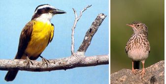 pajaros