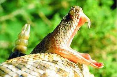 ES LA SERPIENTE; SE MUERDE LA COLA ES LA SERPIENTE; SE MUERDE LA COLA