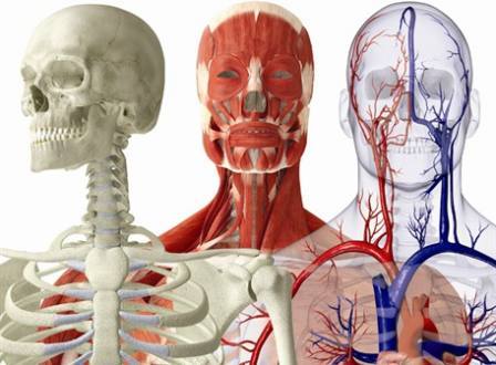 cuerpo humano cuerpo humano