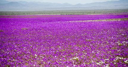 desierto florido desierto florido