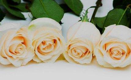 LA ROSA Y LA VIDA LA ROSA Y LA VIDA